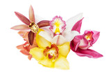 Group of beautiful cymbidium flower orchid close up isolated on