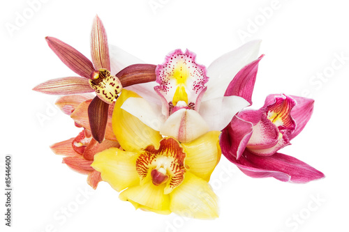 Group of beautiful cymbidium flower orchid close up isolated on