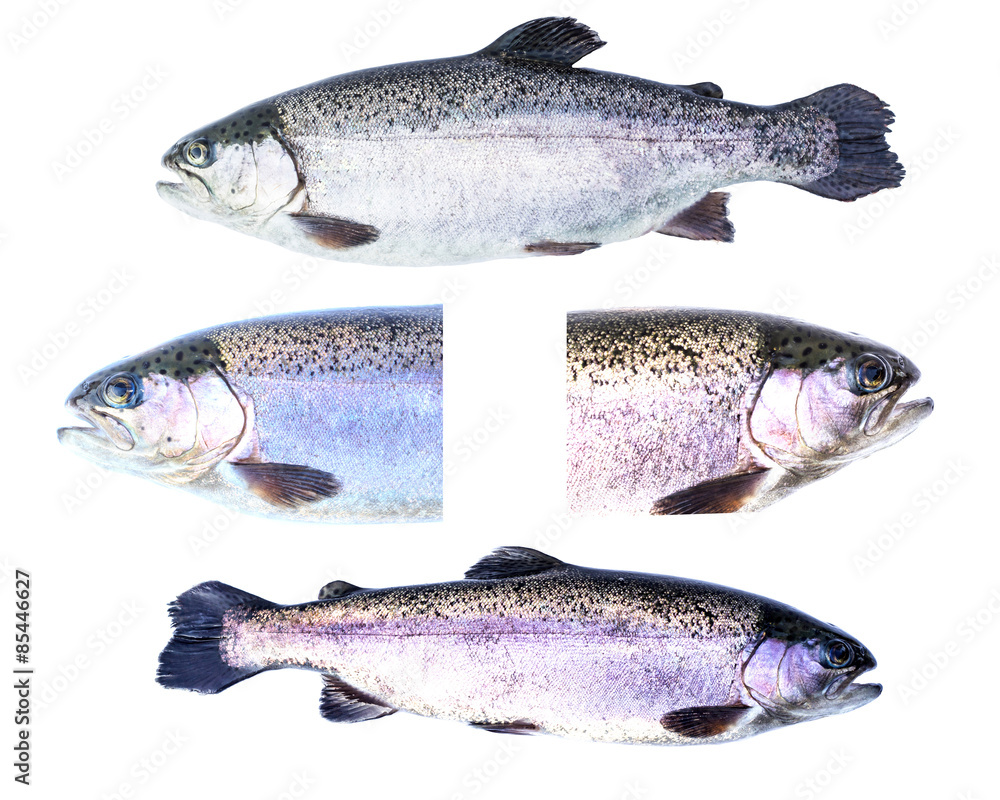 Collection of Rainbow trout (Oncorhynchus mykiss) females isola Collection of Rainbow trout (Oncorhynchus mykiss) females isola