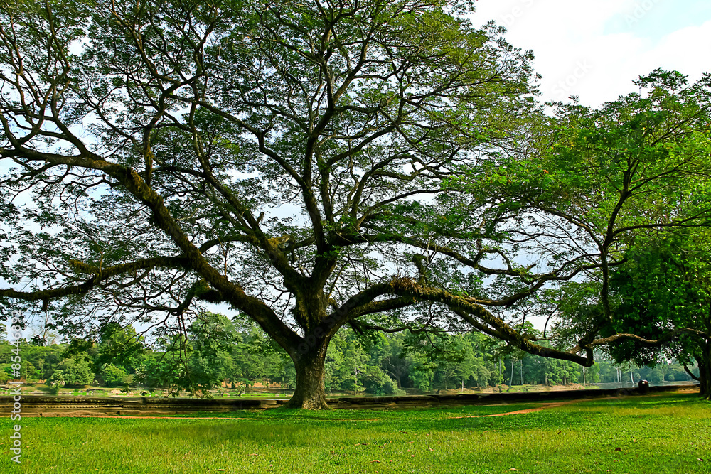 big tree with fresh green leaves.