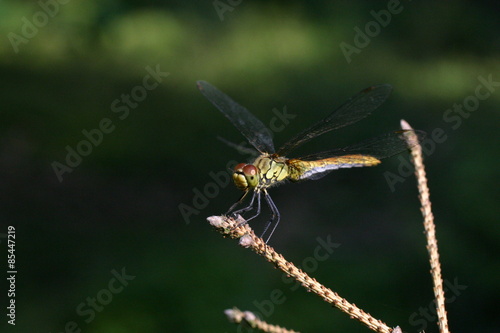 Dragonfly © ranniptace