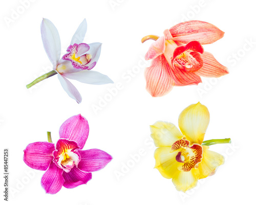 Collection of cymbidium flower orchid close up isolated on white © doidam10