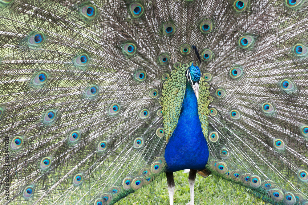 Obraz premium Portre Tavus Kuşu