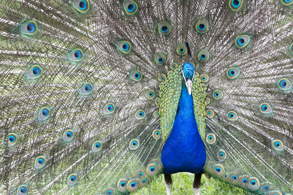 Obraz premium Portre