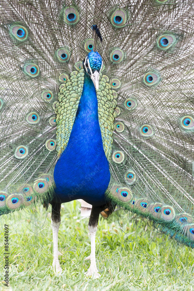 Obraz premium Tavus Kuşu