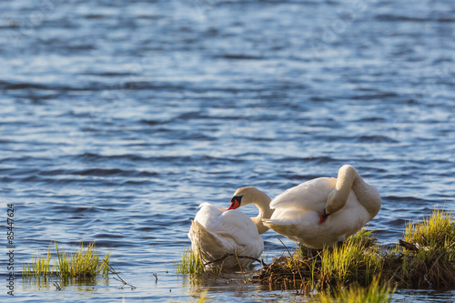 Mute swan couple at shore