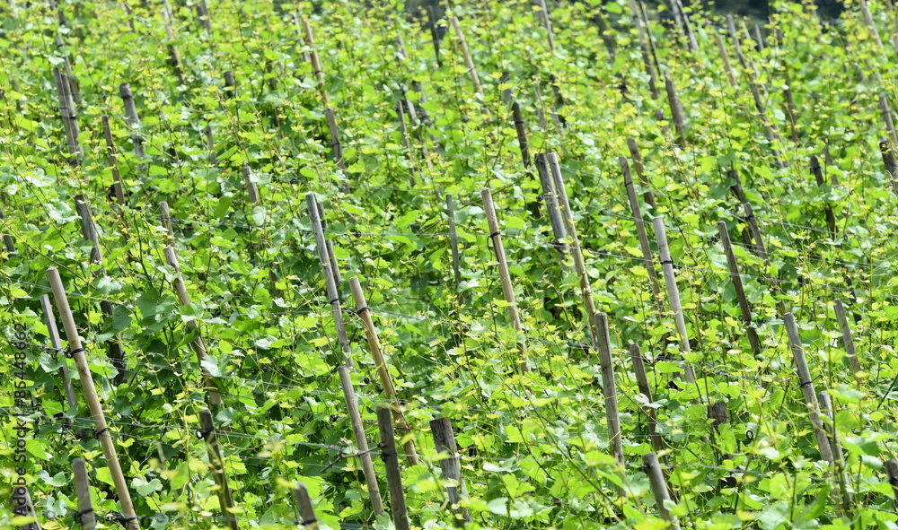 Fototapeta premium vigne