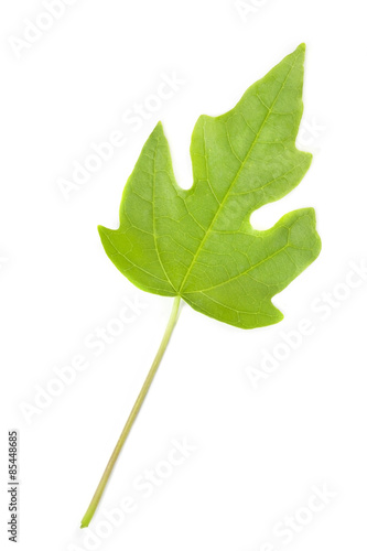 leaves isolated ,on white background