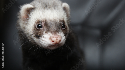 ferret 