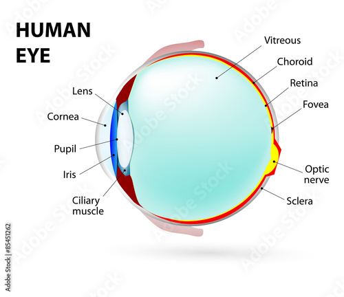 eye. human anatomy