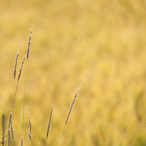 Summer background image with warm colors