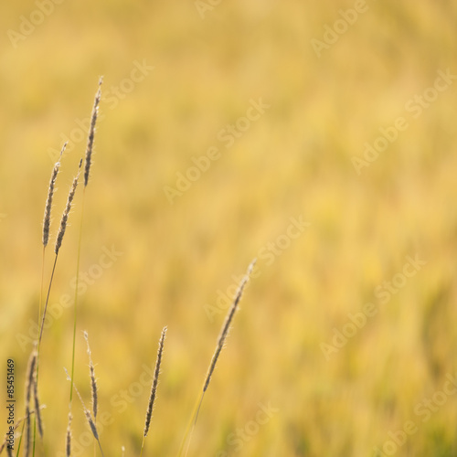 Summer background image with warm colors © ansaharju