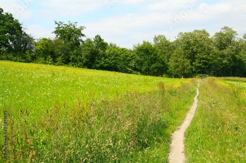 Ein Weg f  hrt durch eine Wiese