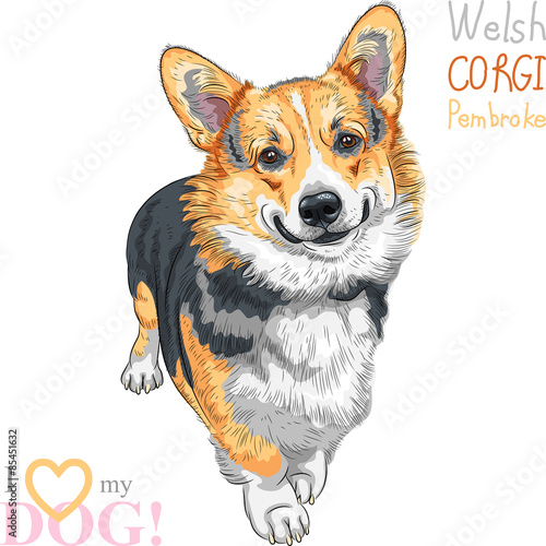 vector sketch dog Pembroke Welsh corgi smiling