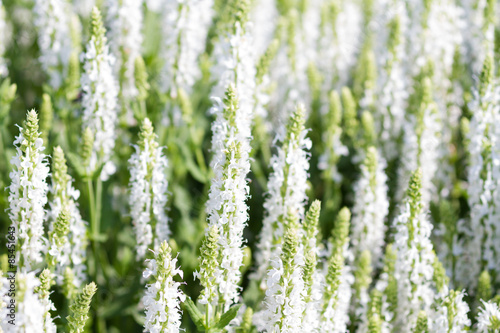 White woodland sage