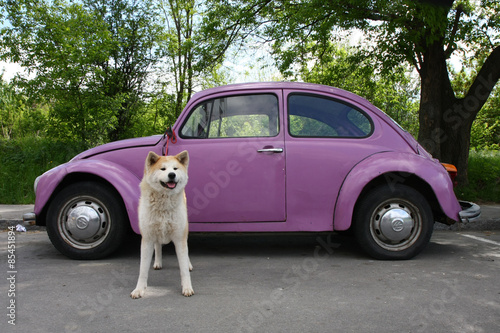 Akita and car