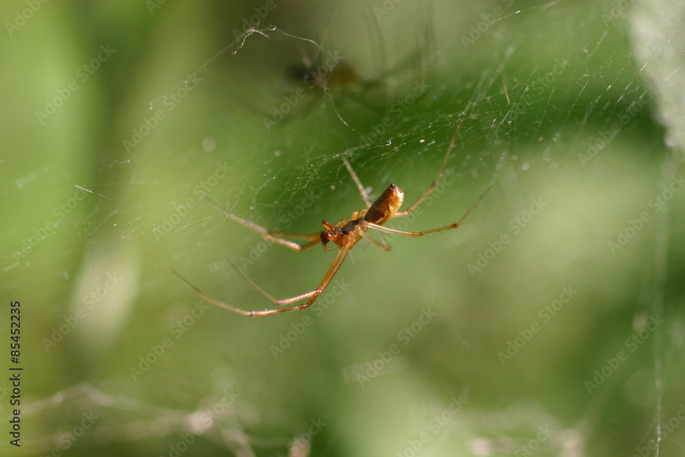 Spider in the web Spider in the web
