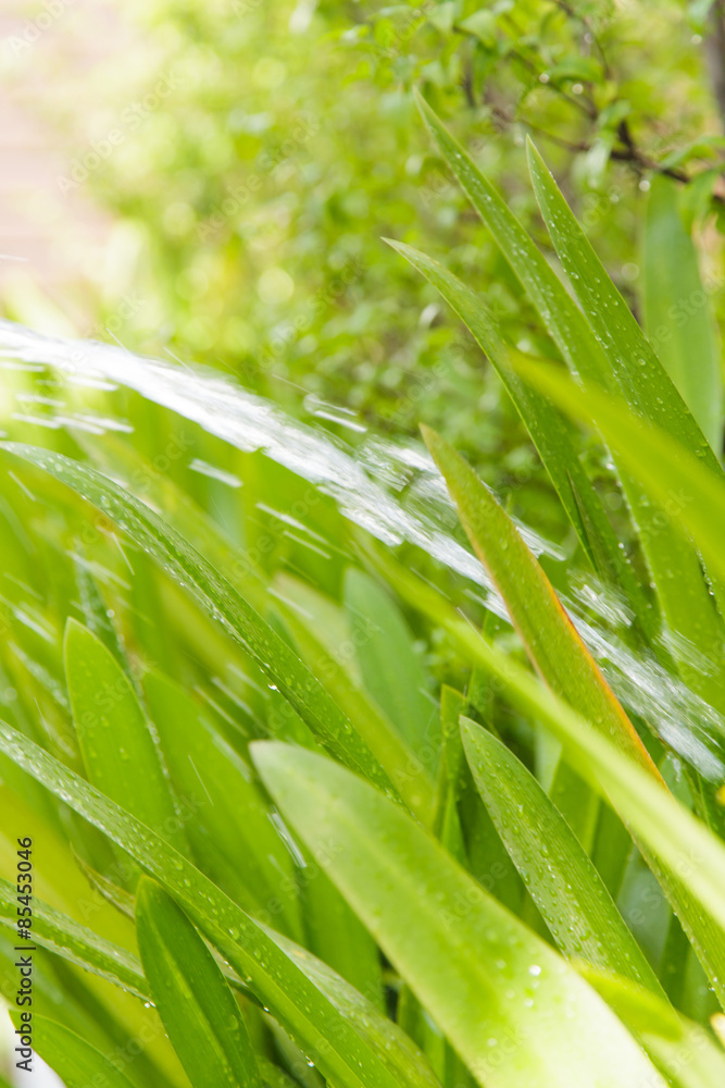 Obraz premium Watering plants