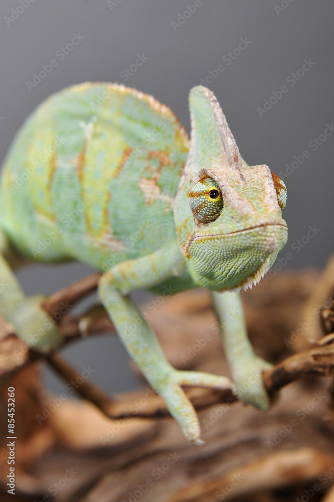 Fototapeta premium Caméléon vert sur branche