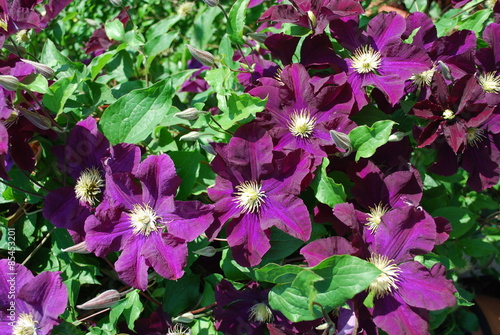 Photos Clematis in voller Blütenpracht
