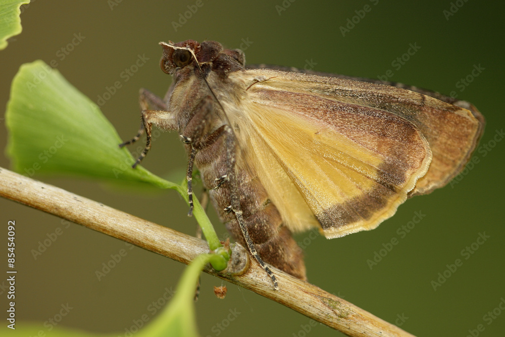 Fototapeta premium Hausmutter