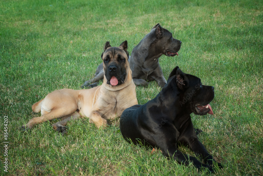 Three cane corso dogs resting at grass Three cane corso dogs resting at grass