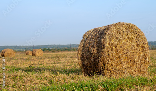 dry hay