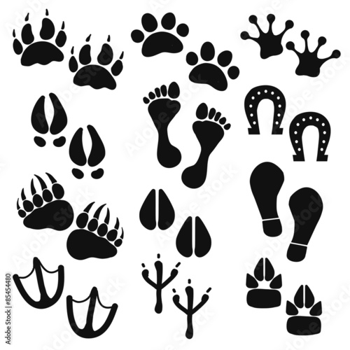 Traces of animals, birds, people