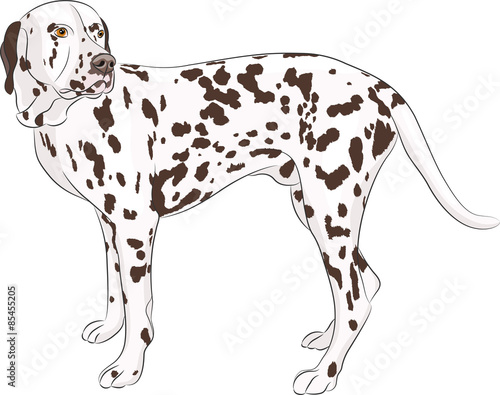 Vector. Dalmatian.