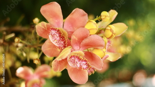 Beautiful Cannonball tree flowers 
 photo