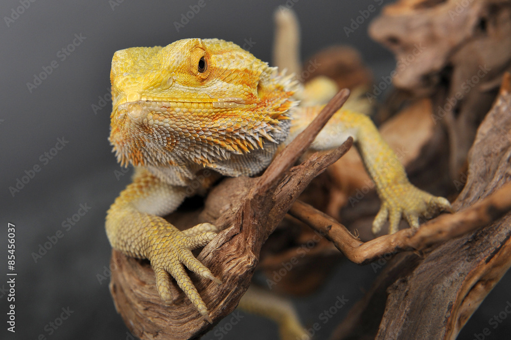 Fototapeta premium Agame barbue