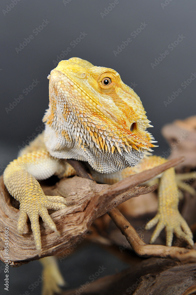 Fototapeta premium Agame barbue