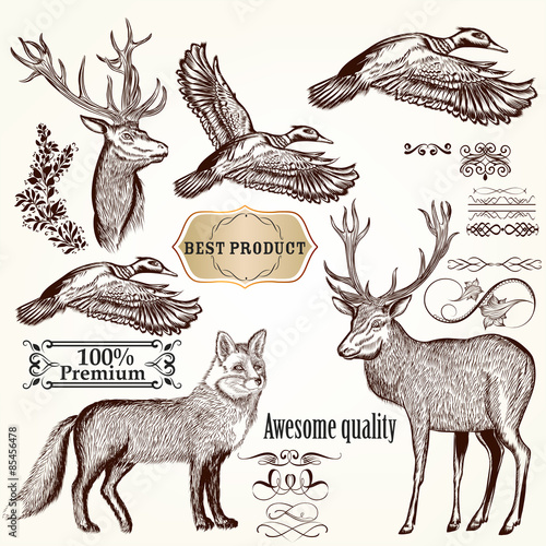 Set of vector detailed animals for design
