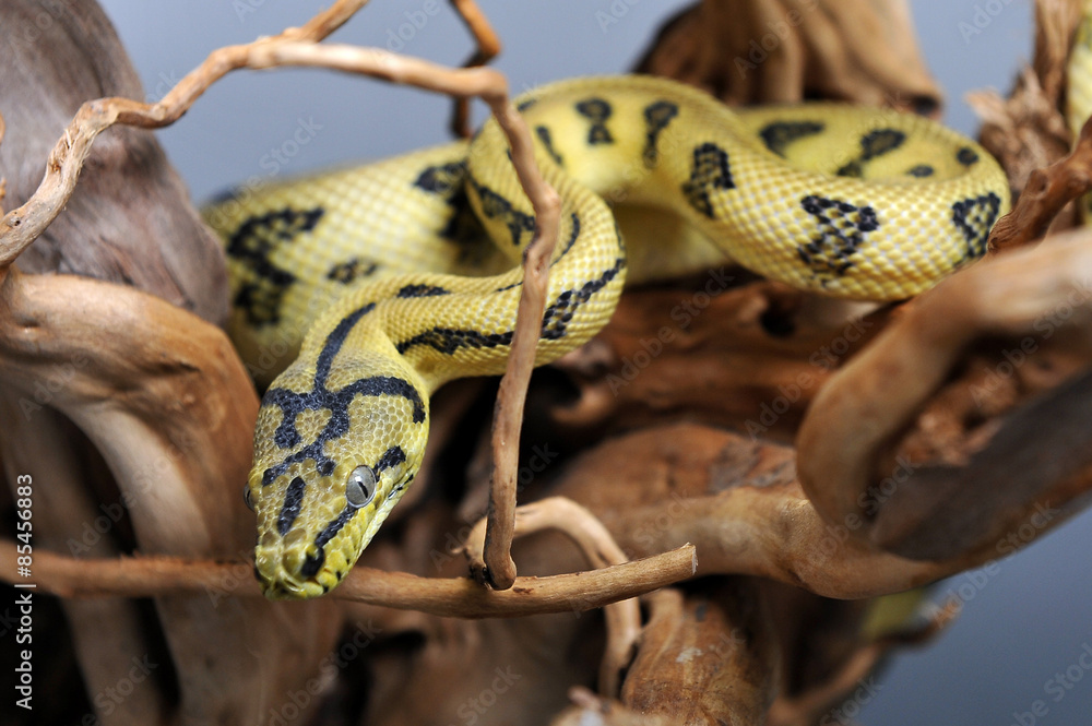Naklejka premium Python morelia