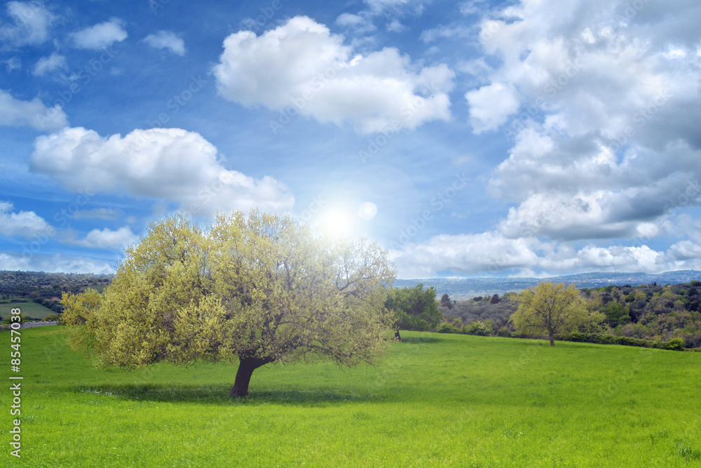 Hill with oak tree and clouds in the sky Hill with oak tree and clouds in the sky