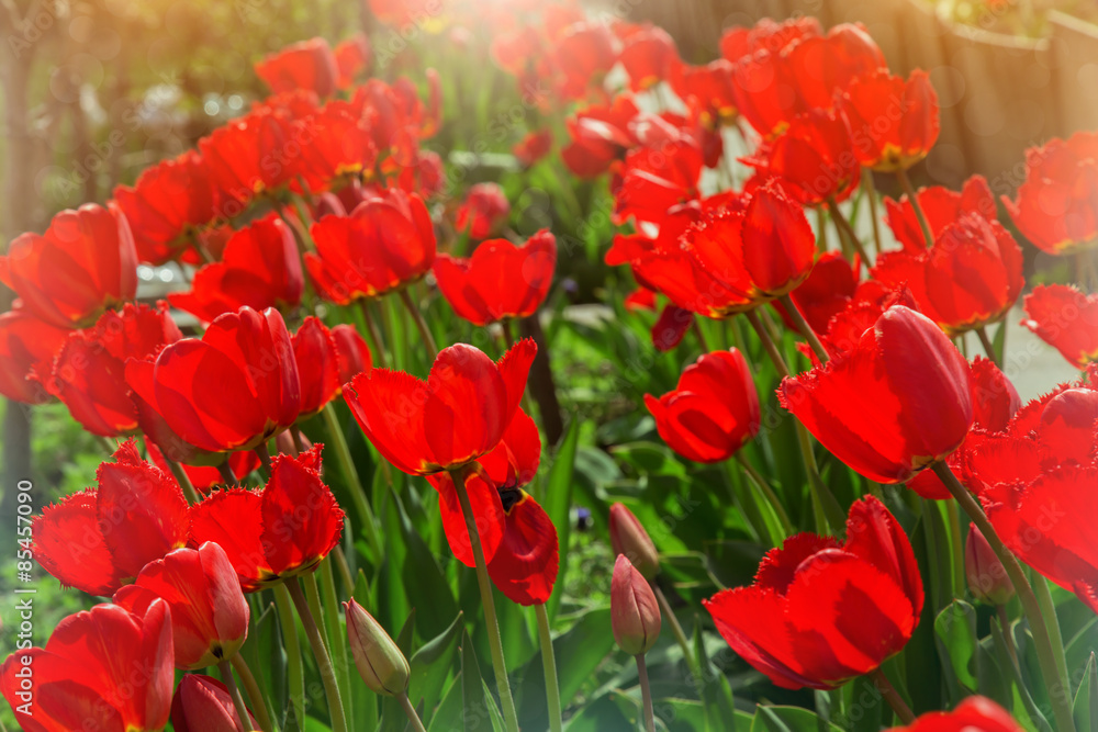 Fototapeta premium delicate red tulips in a garden