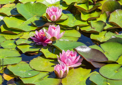 Floraison de nénuphars dans l'étang