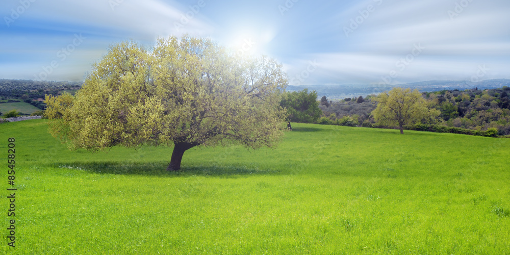 Obraz premium Hill with oak tree and clouds in the sky