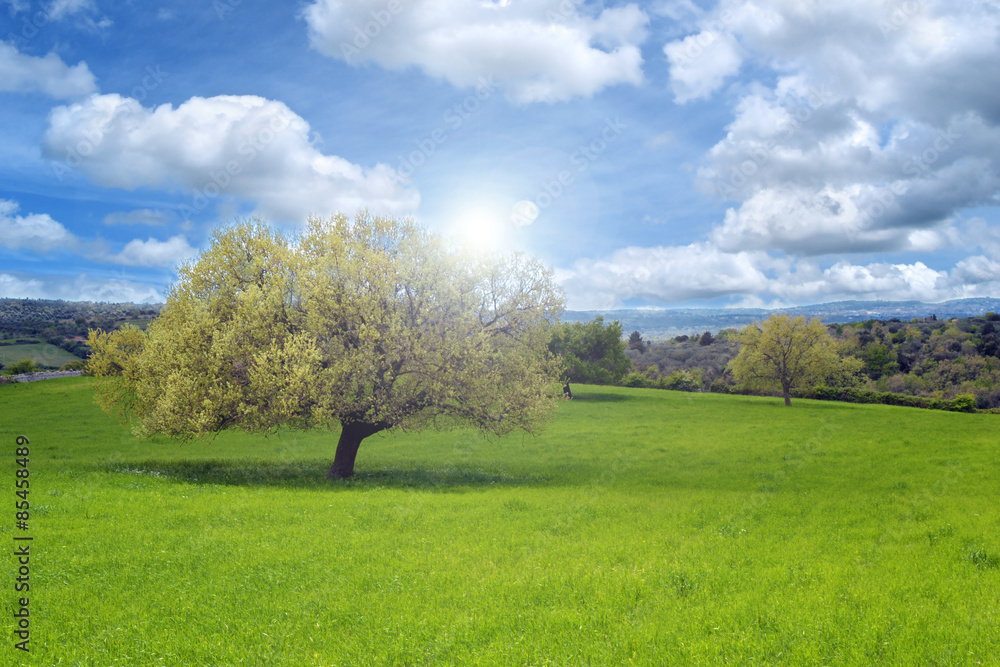 Quercia in un prato verde con il sole e le nuvole nel cielo