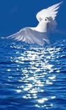 white pigeon and sea