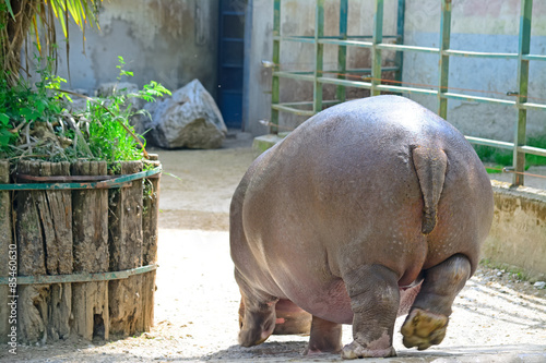 hippopotamus seen from behind in a zoo