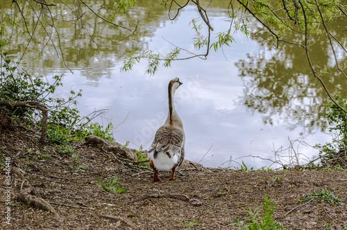 Fotografie Oca che cammina verso il lago