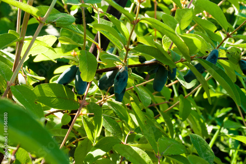 Honeysuckle berries on branch