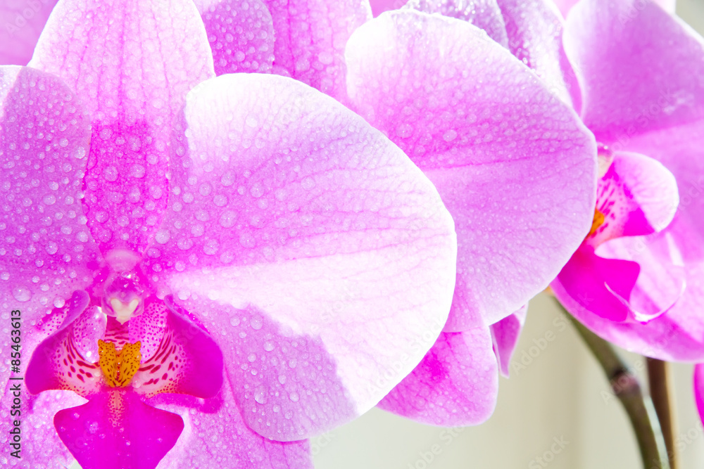 Obraz premium Orchid