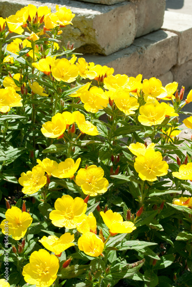 Fototapeta premium yellow flowers Oenothera
