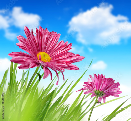 Purple spring flowers with green grass on blue sky