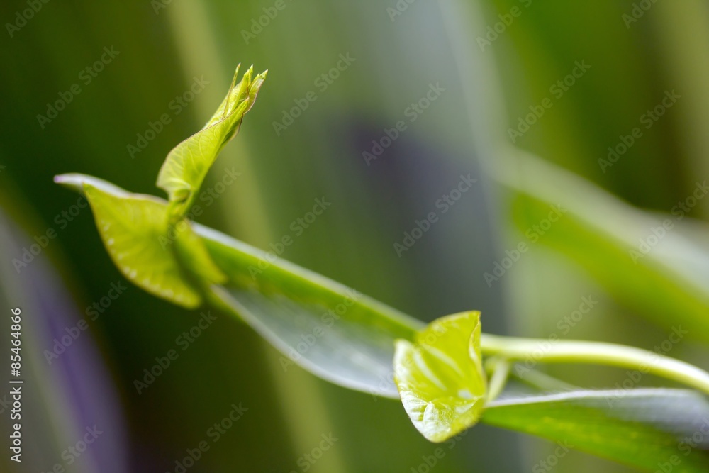 Trieb der Ackerwinde / plant drove the field bindweed Trieb der Ackerwinde / plant drove the field bindweed