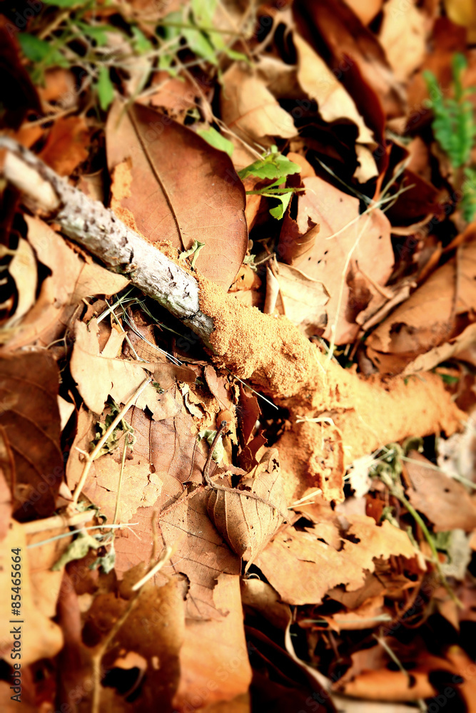 Fototapeta premium Dried leaves