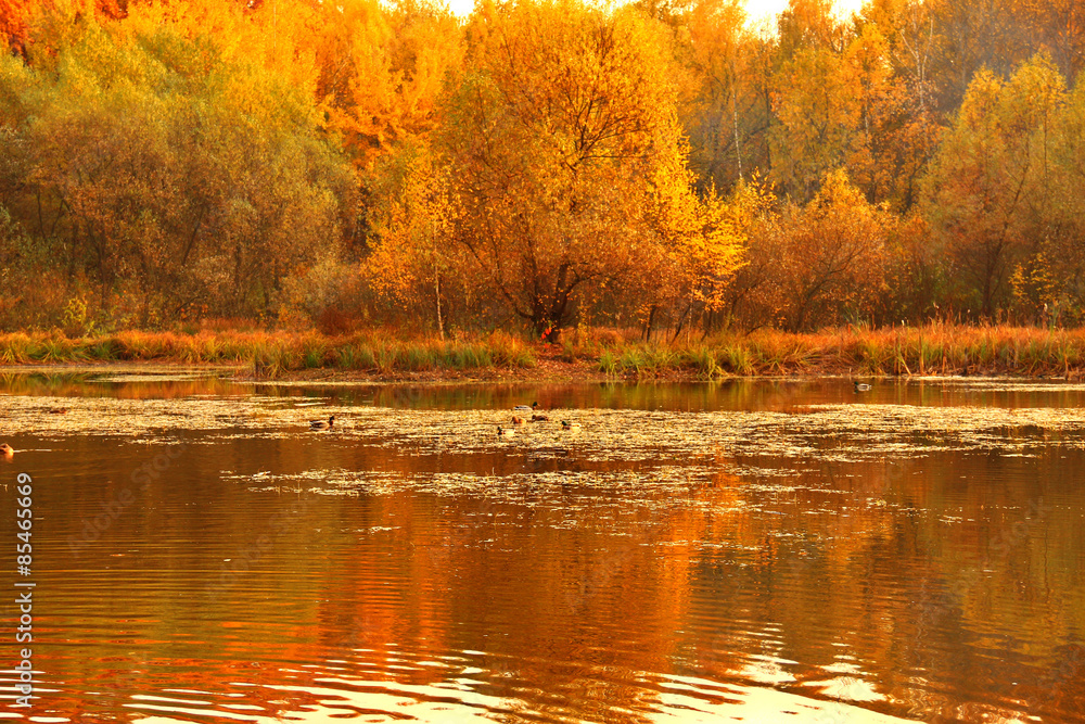 Fototapeta premium Autumn on lake