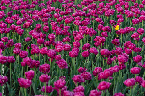 Field of beautiful spring flowers tulips with one bright yellow tulip is different from all.